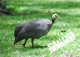 FARAONA_3 FARAONA_3
