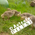 oca_grigia_pesante