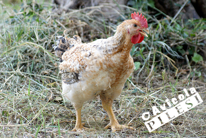 polletto_robusto_fagianato_maschio-ott polletto_robusto_fagianato_maschio-ott