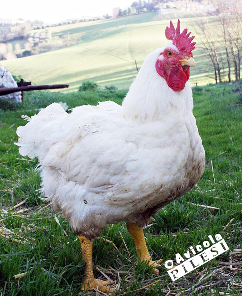 pollo_bianco pollo_bianco