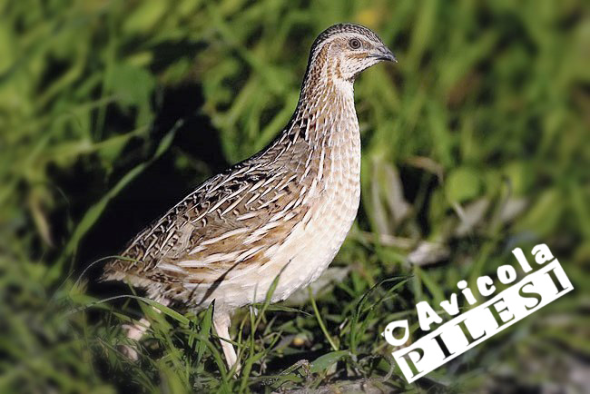 quaglia_SELVATICA quaglia_SELVATICA