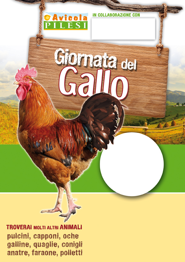 Gallo