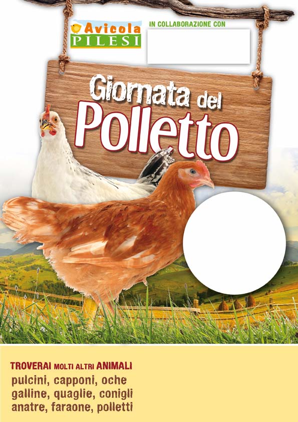 Polletto