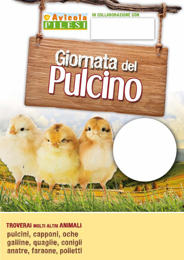Pulcino